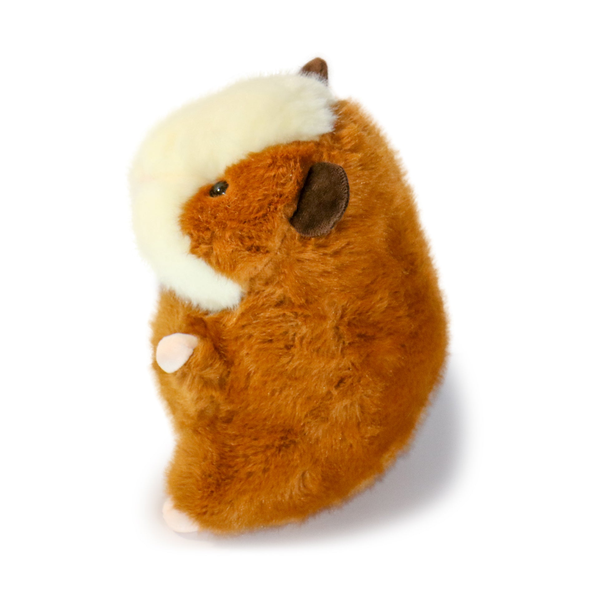 Toffee Guinea Pig