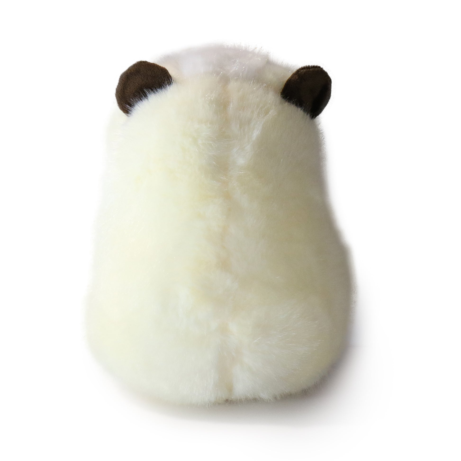 Toffee Guinea Pig