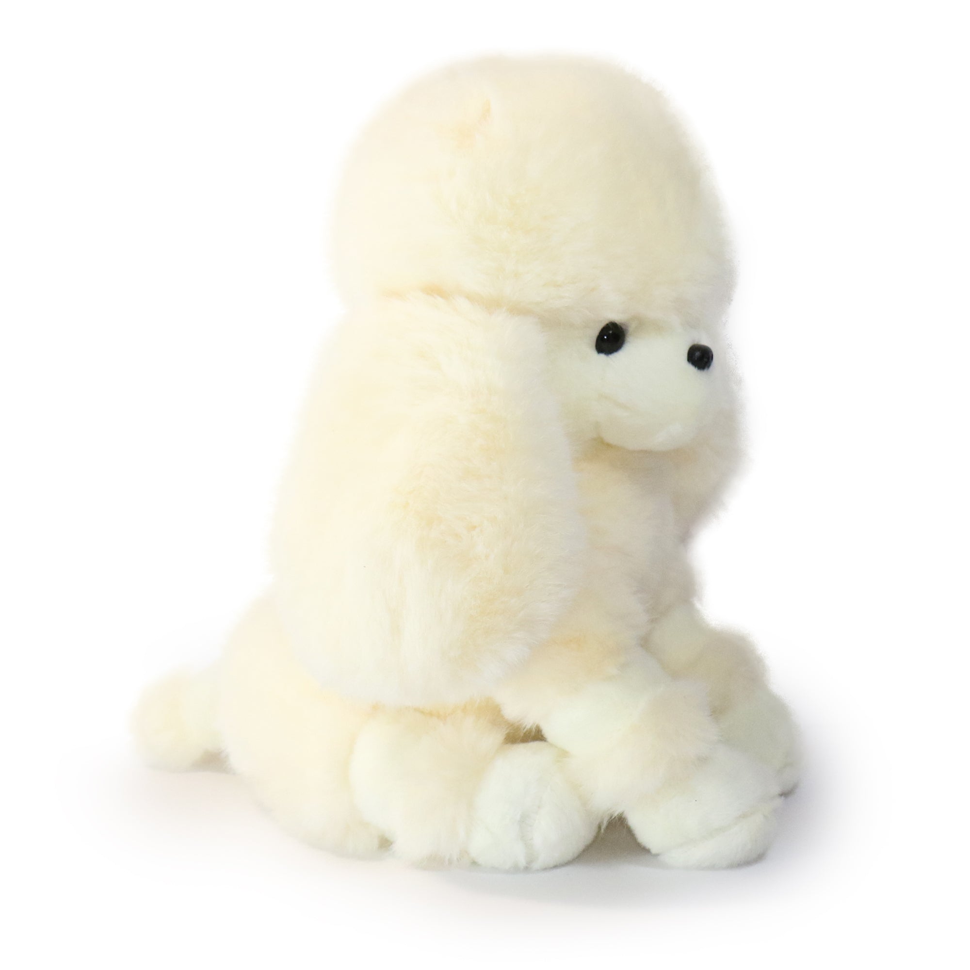 Pawla Poodle
