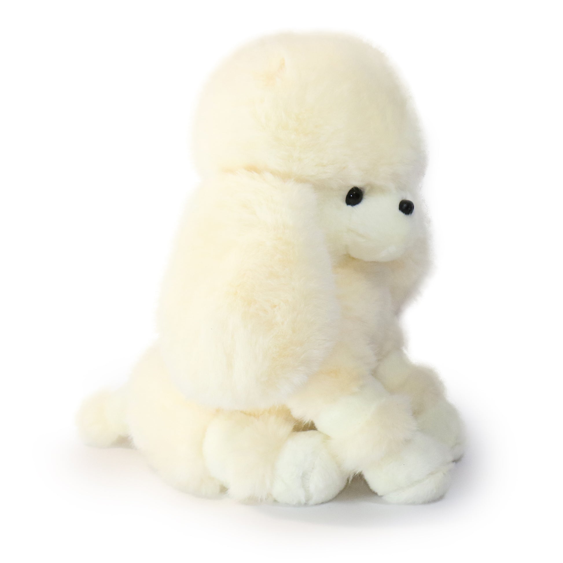 Pawla Poodle