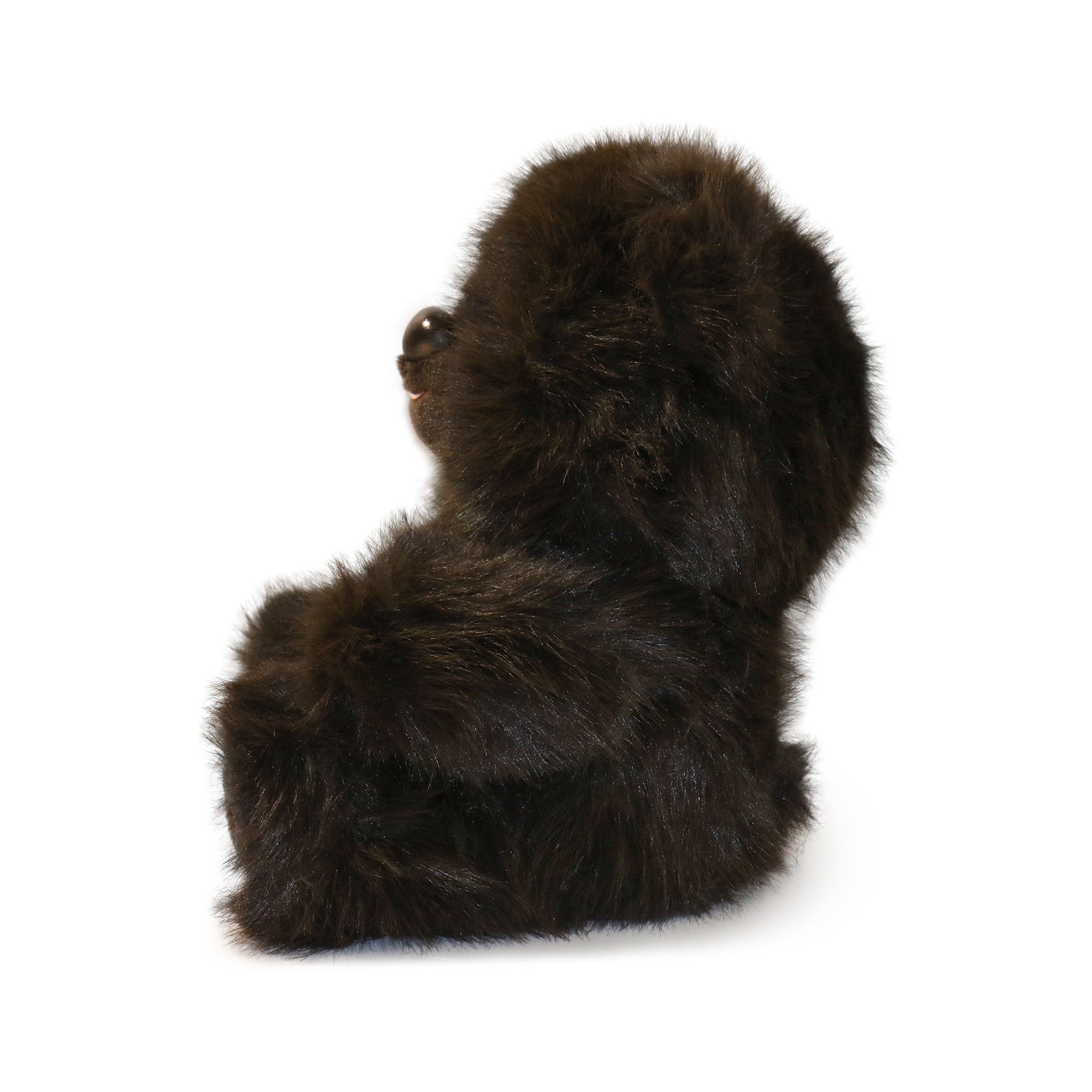 Honeywood Bear